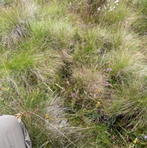 Agrostis bettyae at Namadgi National Park - 17 Feb 2024 09:38 AM