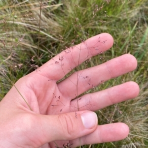 Agrostis bettyae at Namadgi National Park - 17 Feb 2024 09:38 AM