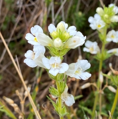 Euphrasia caudata (Tailed Eyebright) at Cotter River, ACT - 16 Feb 2024 by Tapirlord