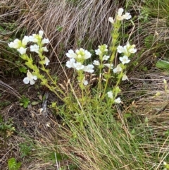 Euphrasia caudata at Namadgi National Park - 17 Feb 2024