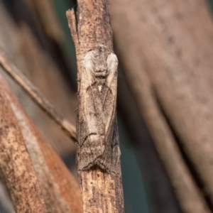 Drymoptila temenitis at Higgins Woodland - 30 Mar 2024 05:35 PM