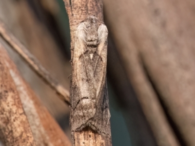 Drymoptila temenitis (Crescent-tipped Geometrid) at Higgins Woodland - 30 Mar 2024 by Untidy