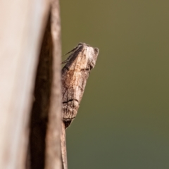 Drymoptila temenitis at Higgins Woodland - 30 Mar 2024 05:35 PM