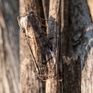 Drymoptila temenitis at Higgins Woodland - 30 Mar 2024