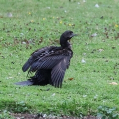 Phalacrocorax sulcirostris (Little Black Cormorant) at Smithton, TAS - 11 Feb 2024 by AlisonMilton