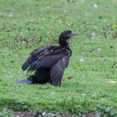 Phalacrocorax sulcirostris (Little Black Cormorant) at Smithton, TAS - 10 Feb 2024 by AlisonMilton