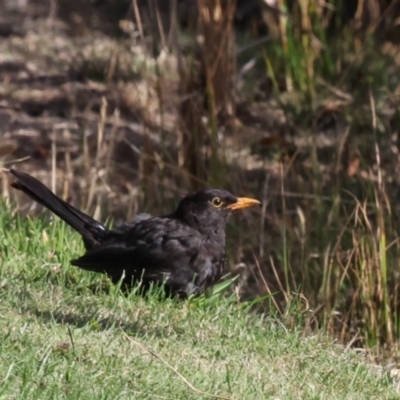 Turdus merula (Eurasian Blackbird) at Smithton, TAS - 10 Feb 2024 by AlisonMilton