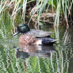 Anas castanea (Chestnut Teal) at Smithton, TAS - 11 Feb 2024 by AlisonMilton