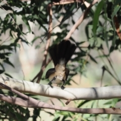 Rhipidura leucophrys (Willie Wagtail) at Namadgi National Park - 26 Mar 2024 by RAllen