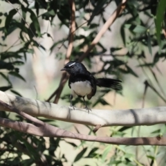 Rhipidura leucophrys at Namadgi National Park - 26 Mar 2024