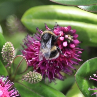 Bombus terrestris (Buff-tailed bumblebee, Large earth bumblebee) at Stanley, TAS - 11 Feb 2024 by AlisonMilton