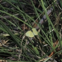 Eurema smilax (Small Grass-yellow) at Namadgi National Park - 26 Mar 2024 by RAllen