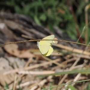 Eurema smilax at Namadgi National Park - 26 Mar 2024