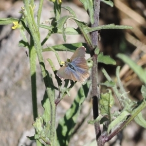 Theclinesthes serpentata at Namadgi National Park - 26 Mar 2024