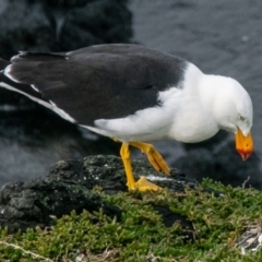 Larus pacificus (Pacific Gull) at Phillip Island Nature Park - 30 Jun 2023 by Petesteamer