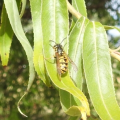 Vespula germanica (German Yellowjacket Wasp (also known as European Wasp)) at Lions Youth Haven - Westwood Farm A.C.T. - 6 Apr 2024 by HelenCross