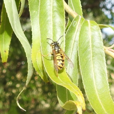 Vespula germanica (European wasp) at Kambah, ACT - 6 Apr 2024 by HelenCross