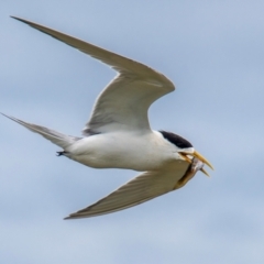 Thalasseus bergii (Crested Tern) at Phillip Island Nature Park - 28 Dec 2023 by Petesteamer