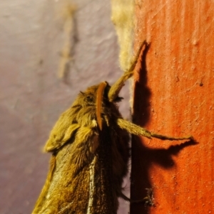 Oxycanus australis at QPRC LGA - suppressed