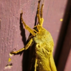 Oxycanus australis at QPRC LGA - suppressed