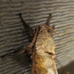 Oxycanus australis at QPRC LGA - suppressed