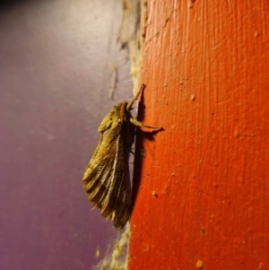 Oxycanus australis at QPRC LGA - suppressed