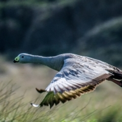 Cereopsis novaehollandiae (Cape Barren Goose) at Phillip Island Nature Park - 26 Jul 2018 by Petesteamer