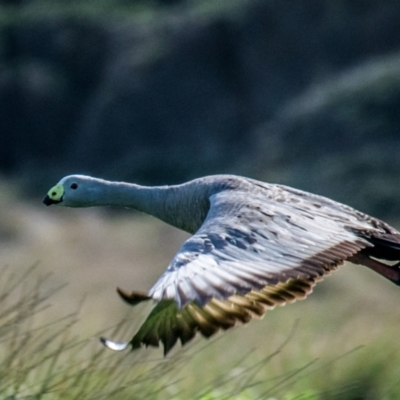 Cereopsis novaehollandiae (Cape Barren Goose) at Phillip Island Nature Park - 26 Jul 2018 by Petesteamer