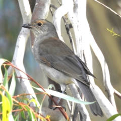 Colluricincla harmonica (Grey Shrikethrush) at Kambah, ACT - 6 Apr 2024 by HelenCross