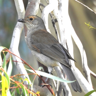 Colluricincla harmonica (Grey Shrikethrush) at Kambah, ACT - 6 Apr 2024 by HelenCross