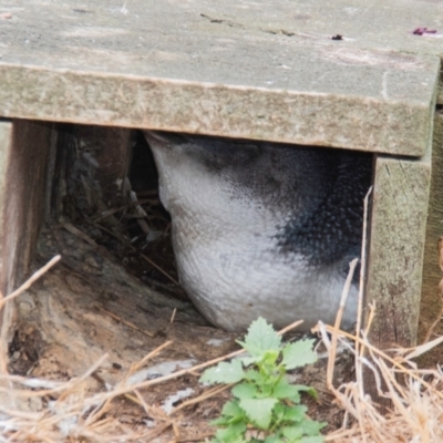 Eudyptula minor (Little Penguin) at Phillip Island Nature Park - 27 Dec 2023 by Petesteamer