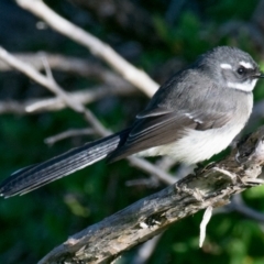 Rhipidura albiscapa (Grey Fantail) at Phillip Island Nature Park - 17 Apr 2018 by Petesteamer