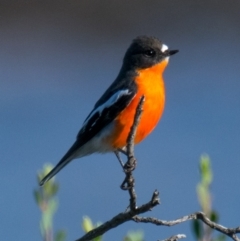 Petroica phoenicea (Flame Robin) at Phillip Island Nature Park - 18 Apr 2018 by Petesteamer