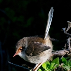 Malurus cyaneus (Superb Fairywren) at Phillip Island Nature Park - 18 Apr 2018 by Petesteamer