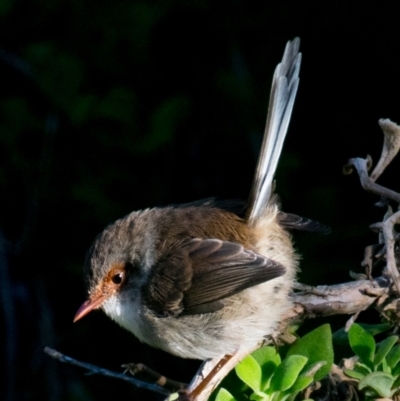 Malurus cyaneus (Superb Fairywren) at Phillip Island Nature Park - 18 Apr 2018 by Petesteamer