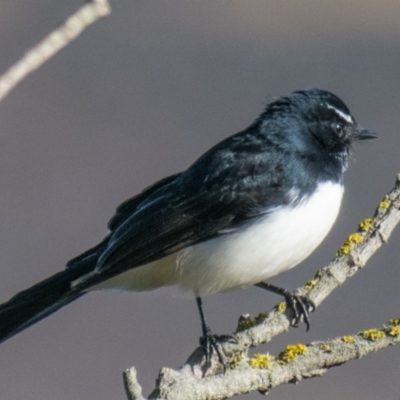Rhipidura leucophrys (Willie Wagtail) at Phillip Island Nature Park - 17 Apr 2018 by Petesteamer