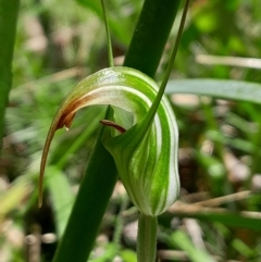 Diplodium decurvum (Summer greenhood) at Namadgi National Park - 21 Jan 2024 by Venture