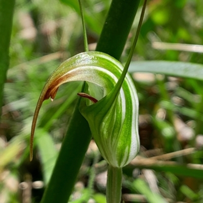 Diplodium decurvum (Summer greenhood) at Namadgi National Park - 21 Jan 2024 by Venture