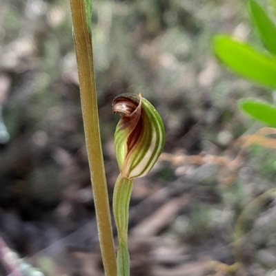 Speculantha rubescens (Blushing Tiny Greenhood) at Black Mountain - 28 Jan 2024 by Venture