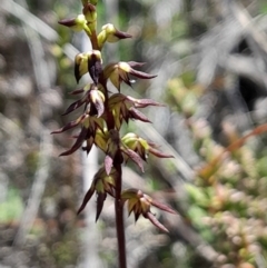 Corunastylis clivicola (Rufous midge orchid) at Black Mountain - 28 Jan 2024 by Venture