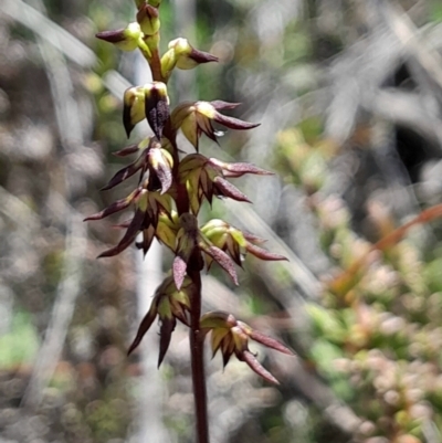 Corunastylis clivicola (Rufous midge orchid) at Black Mountain - 28 Jan 2024 by Venture