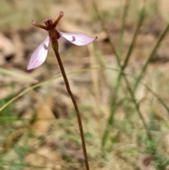 Eriochilus magenteus (Magenta Autumn Orchid) at Tharwa, ACT - 21 Jan 2024 by Venture