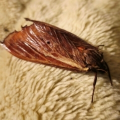 Abantiades (genus) (A Swift or Ghost moth) at Captains Flat, NSW - 6 Apr 2024 by Csteele4