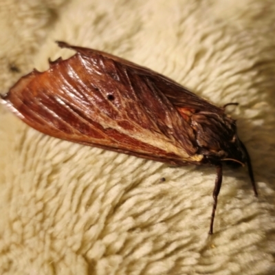 Abantiades (genus) (A Swift or Ghost moth) at QPRC LGA - 7 Apr 2024 by Csteele4
