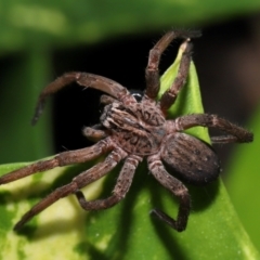 Miturgidae (family) (False wolf spider) at Brisbane City, QLD - 30 Mar 2024 by TimL