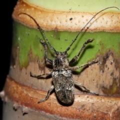 Unverified Longhorn beetle (Cerambycidae) at Brisbane City, QLD - 30 Mar 2024 by TimL