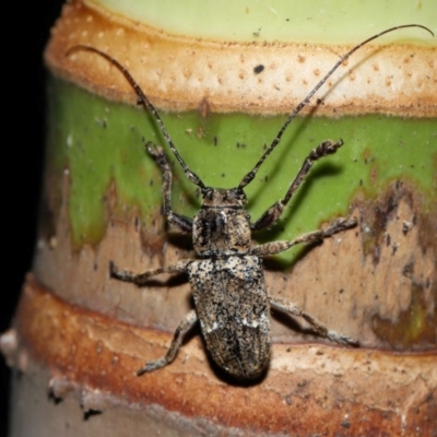 Unverified Longhorn beetle (Cerambycidae) at Brisbane City, QLD - 30 Mar 2024 by TimL