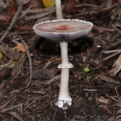 Unidentified Cap on a stem; gills below cap [mushrooms or mushroom-like] at Brisbane City, QLD - 30 Mar 2024 by TimL