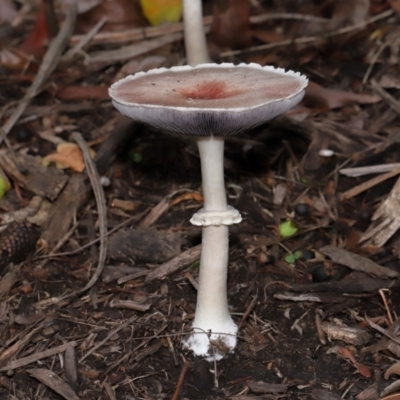 Unidentified Cap on a stem; gills below cap [mushrooms or mushroom-like] at Brisbane City, QLD - 30 Mar 2024 by TimL