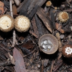 Unidentified Cup with one or more 'eggs' inside [birds nest fungi and cannonball fungus] at Brisbane City, QLD - 30 Mar 2024 by TimL